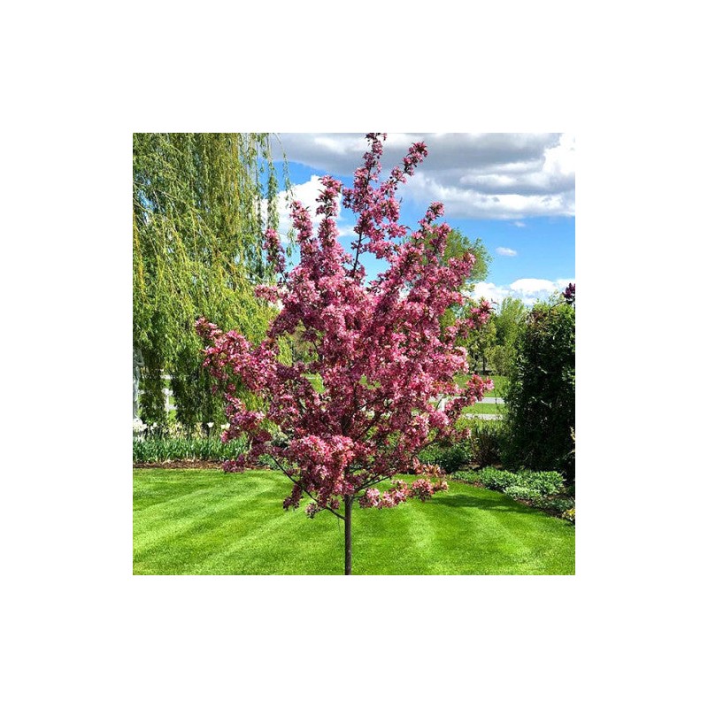 Japānas ziedu ķirsis - sakura "Royal Burgundy,, /Prunus serrulata/ - 140-160cm