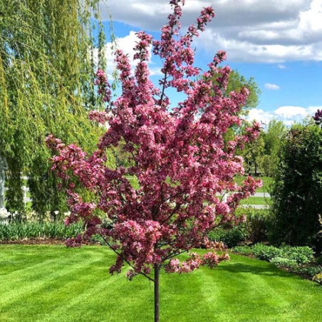 Japānas ziedu ķirsis - sakura "Royal Burgundy,, /Prunus serrulata/ - 140-160cm