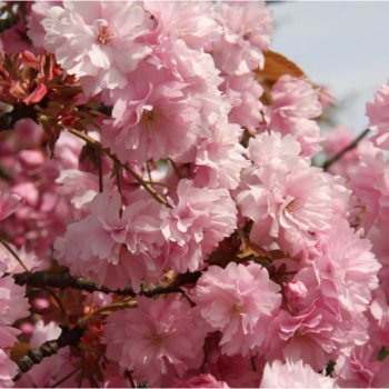 Japānas ziedu ķirsis (sakura) 'Kanzan' /Prunus serrulata/ - 220-240cm., C20 kont.