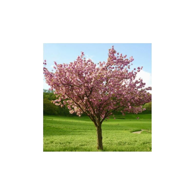 Japānas ziedu ķirsis (sakura) 'Kanzan' /Prunus serrulata/ - 220-240cm., C20 kont.