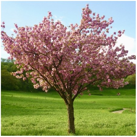 Japānas ziedu ķirsis (sakura) 'Kanzan' /Prunus serrulata/ - 220-240cm., C20 kont.