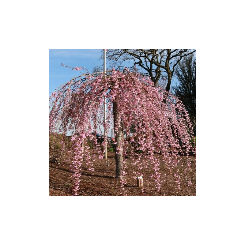 Japānas ziedu ķirsis (sakura) 'Pink Cascade' /Prunus serrulata/ - 120-140cm., C5 kont.