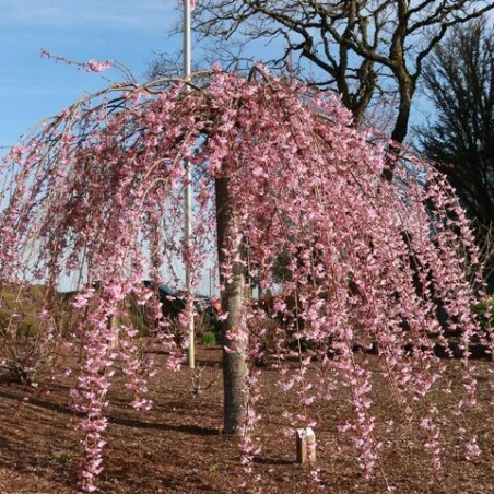 Japānas ziedu ķirsis (sakura) 'Pink Cascade' /Prunus serrulata/ - 120-140cm., C5 kont.