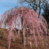 Japānas ziedu ķirsis (sakura) 'Pink Cascade' /Prunus serrulata/ - 120-140cm., C5 kont.