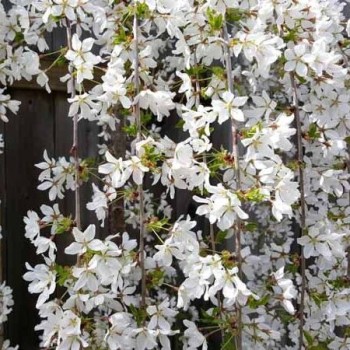 Japānas ziedu ķirsis (sakura) 'Snow Fountains' /Prunus serrulata/ - augstcelma - PA 120-140cm., C7.5 kont.