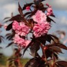 Japānas ziedu ķirsis - sakura "Royal Burgundy,, /Prunus serrulata/ - 200-220cm., C20 kont.