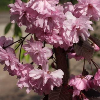 Japānas ziedu ķirsis - sakura "Royal Burgundy,, /Prunus serrulata/ - augstcelma - PA 120-140cm., C12 kont.