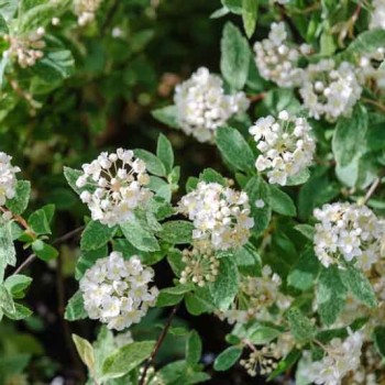 Spireja, Vanhuta ,,Pink Ice,, /Spiraea x vanhouttei/- C7.5 kont., 40-60cm. - spēcīgs stāds