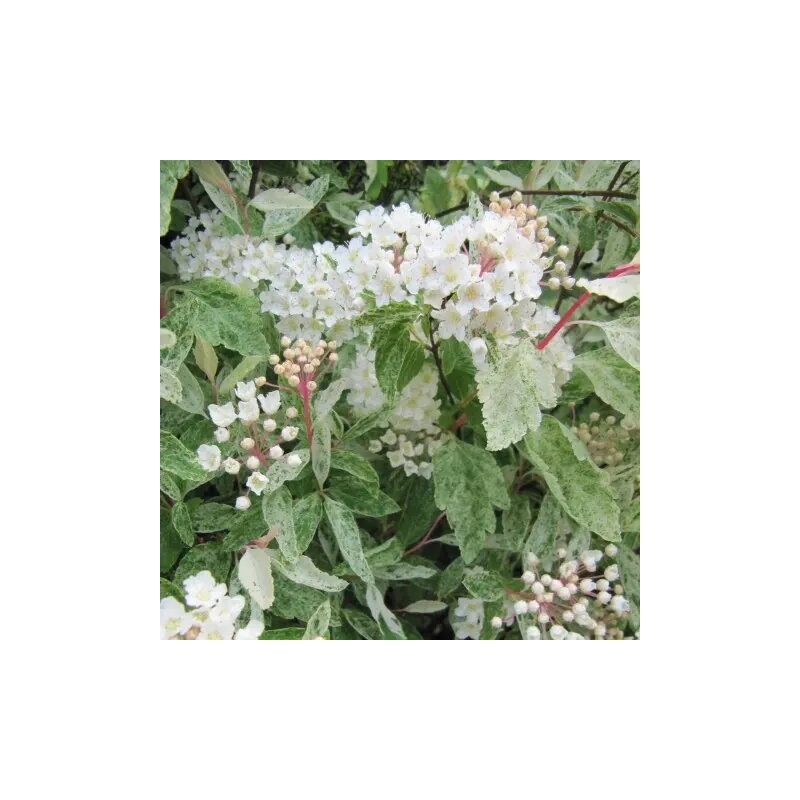 Spireja, Vanhuta ,,Pink Ice,, /Spiraea x vanhouttei/- C7.5 kont., 40-60cm. - spēcīgs stāds