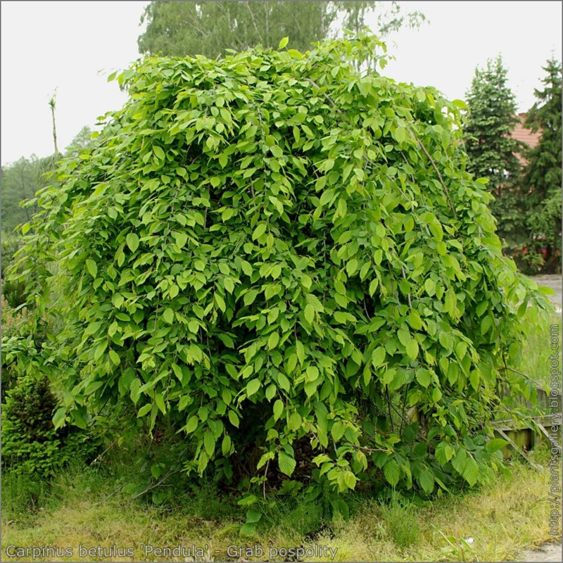 Skabārdis, parastais "Pendula" /carpinus betulus/ - augstcelma - Pa 140-160cm., C16 kont. - spēcīgs stāds