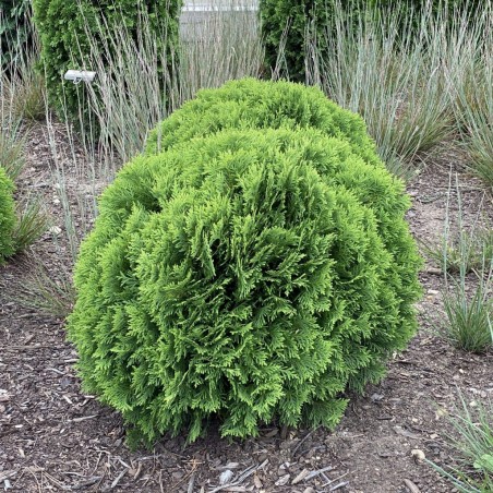 Tūja, rietumu 'Danica' /Thuja occidentalis/ - C30 kont., 60-80cm.