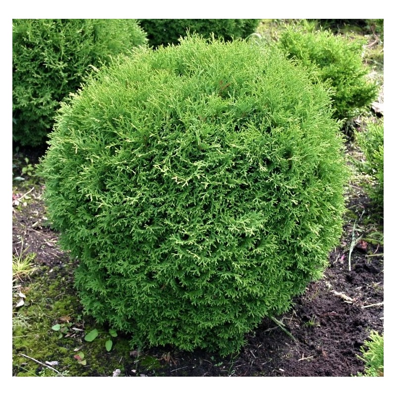 Tūja, rietumu ,,Hoseri,, /Thuja occidentalis/ - C25 kont., 80-100cm.