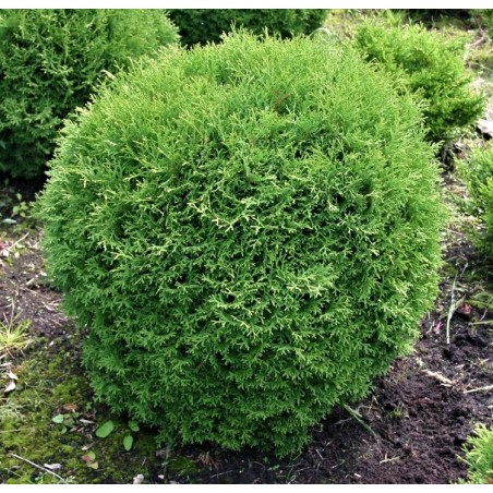 Tūja, rietumu ,,Hoseri,, /Thuja occidentalis/ - C25 kont., 80-100cm.