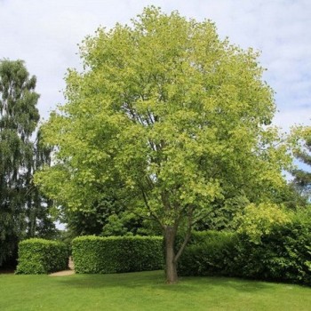 Tulpju koks /liliodendron tulipifera/ - 140-160cm., C7.5 kont.