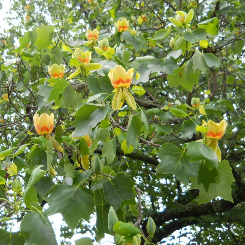 Tulpju koks /liliodendron tulipifera/ - 140-160cm., C7.5 kont.