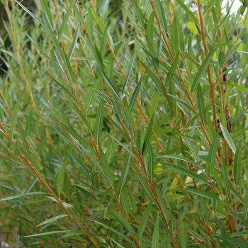 % Vītols, baltais "Golden Ness" /salix alba/ - C5 kont., 140-160cm.