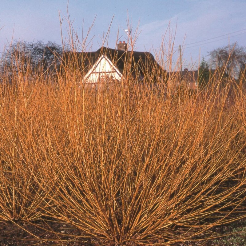 Vītols, baltais "Golden Ness" /salix alba/ - C5 kont., 140-160cm.