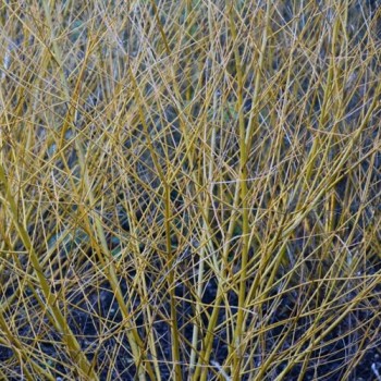 % Vītols, baltais "Golden Ness" /salix alba/ - C5 kont., 140-160cm.