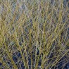 Vītols, baltais "Golden Ness" /salix alba/ - C5 kont., 140-160cm.