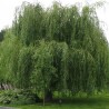 Vītols, baltais "Vitellina Pendula" /salix alba/ - C7.5 kont., 220-240cm.