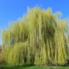 Vītols, baltais "Vitellina Pendula" /salix alba/ - C7.5 kont., 220-240cm.