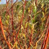 Vītols, baltais "Yelverton" /salix alba/ - C10 kont., 160-180cm.