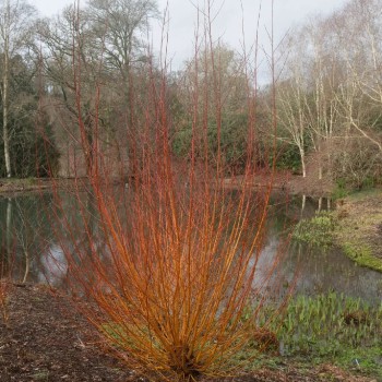 Vītols, baltais "Yelverton" /salix alba/ - C10 kont., 160-180cm.