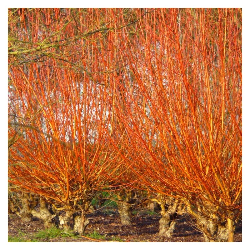 Vītols, baltais "Yelverton" /salix alba/ - C10 kont., 160-180cm.