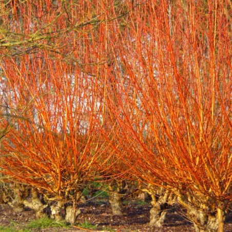 Vītols, baltais "Yelverton" /salix alba/ - C10 kont., 160-180cm.