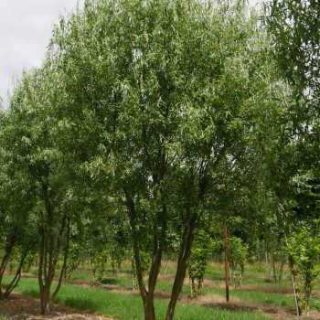 Vītols, Babilonijas 'Turtuosa' /Salix babylonica/ - C5 kont., 140-160cm.