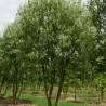 % Vītols, Babilonijas 'Turtuosa' /Salix babylonica/ - C5 kont., 140-160cm.