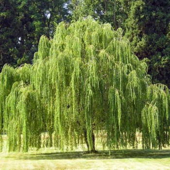 Vītols, Babilonijas 'Pendula' /Salix babylonica/ - C7.5 kont., 180-200cm.