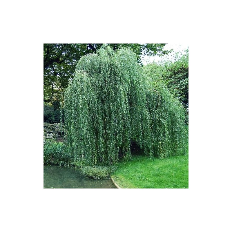 Vītols, Babilonijas 'Pendula' /Salix babylonica/ - C7.5 kont., 180-200cm.