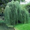 Vītols, Babilonijas 'Pendula' /Salix babylonica/ - C7.5 kont., 180-200cm.