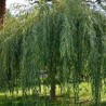 Vītols 'Plakuczyj Gnom' ('Raudošais rūķis') /Salix/ - C5 kont., 60-80cm.