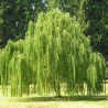 Vītols 'Plakuczyj Gnom' ('Raudošais rūķis') /Salix/ - C5 kont., 60-80cm.