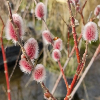 % Kārkls, smalkirbuļu ,,Mount Aso,, /Salix gracilistyla/ - augstcelma - PA 80cm., C3 kont.