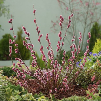 % Kārkls, smalkirbuļu ,,Mount Aso,, /Salix gracilistyla/ - augstcelma - PA 80cm., C3 kont.