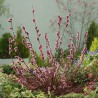 Kārkls, smalkirbuļu ,,Mount Aso,, /Salix gracilistyla/ - augstcelma - PA 80cm., C3 kont.