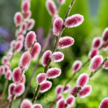 % Kārkls, smalkirbuļu ,,Mount Aso,, /Salix gracilistyla/ - augstcelma - PA 80cm., C3 kont.