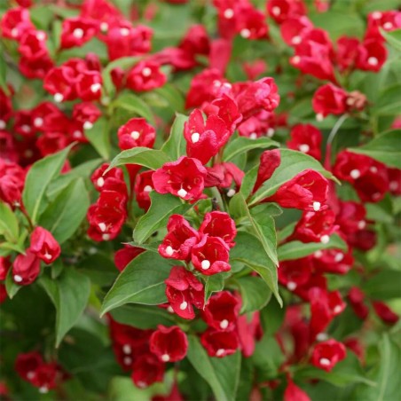 Veigela, krāšņā ,,Red Prince" /Weigela florida/ - C2 kont.