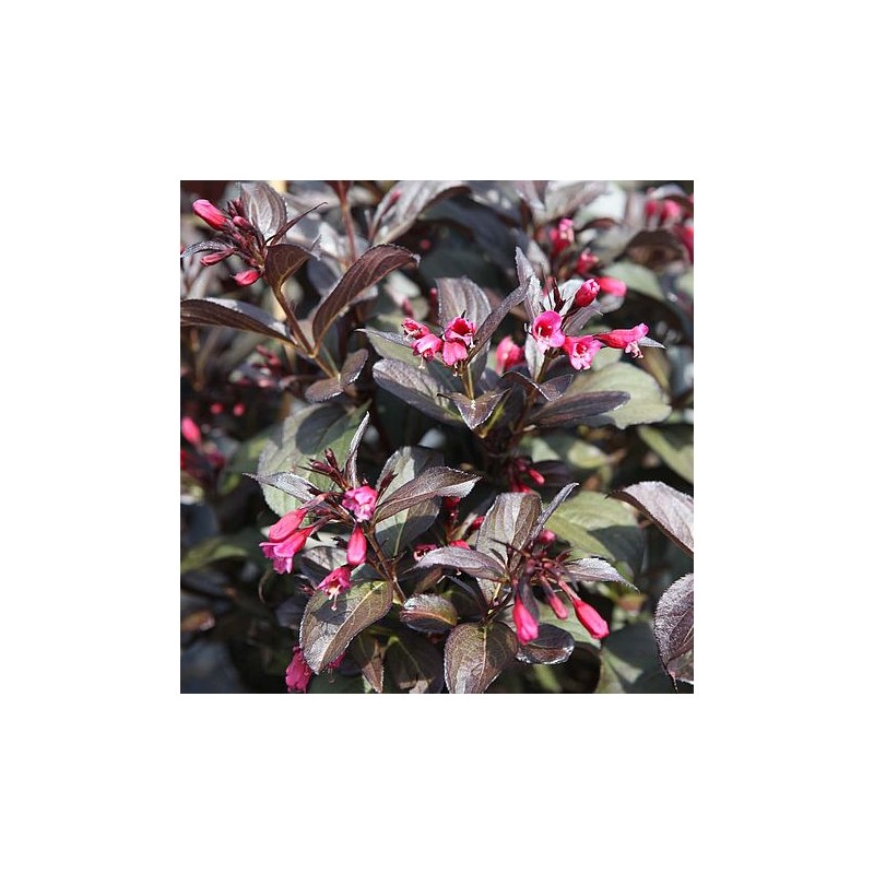 Veigela, krāšņā ,,Victoria,, /Weigela florida/- P9 kont.