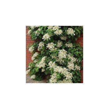 Vīteņhortenzija "Cordifolia" /hydrangea anomala petiolaris/ - C5 kont., 100-120cm.