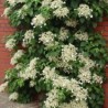 Vīteņhortenzija "Cordifolia" /hydrangea anomala petiolaris/ - C5 kont., 100-120cm.