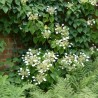 Vīteņhortenzija "Cordifolia" /hydrangea anomala petiolaris/ - C5 kont., 100-120cm.