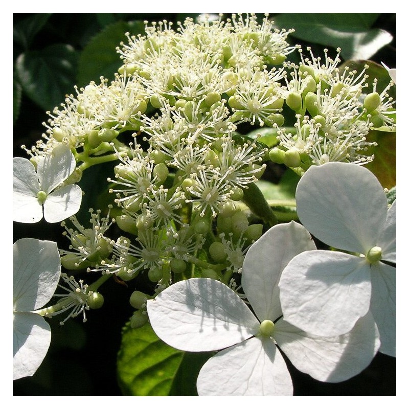 Vīteņhortenzija "Cordifolia" /hydrangea anomala petiolaris/ - C5 kont., 100-120cm.