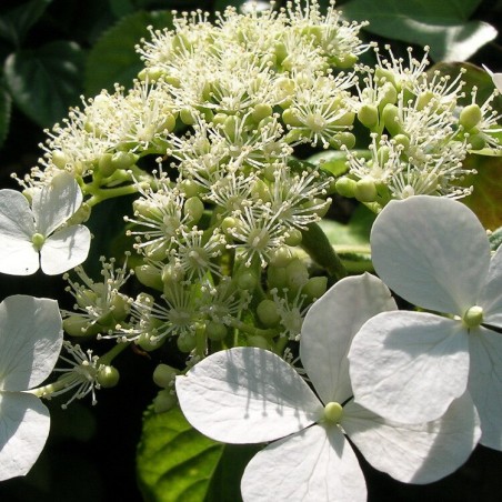 Vīteņhortenzija "Cordifolia" /hydrangea anomala petiolaris/ - C5 kont., 100-120cm.