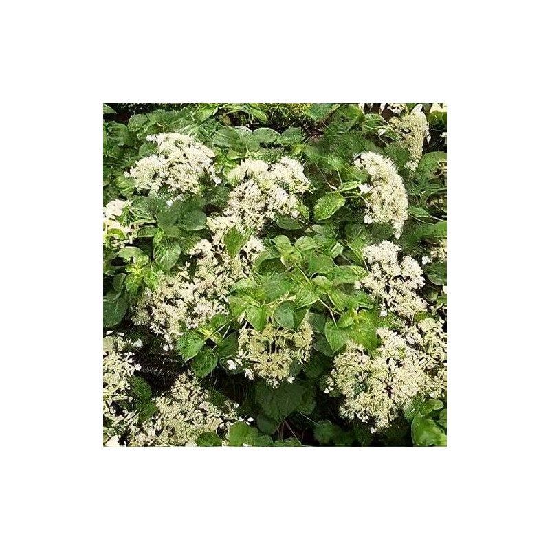 Vīteņhortenzija "Mirranda" /hydrangea anomala petiolaris/ - C5 kont., 60-80cm.