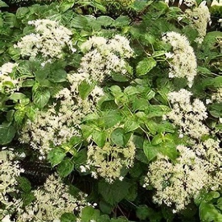 Vīteņhortenzija "Mirranda" /hydrangea anomala petiolaris/ - C5 kont., 60-80cm.