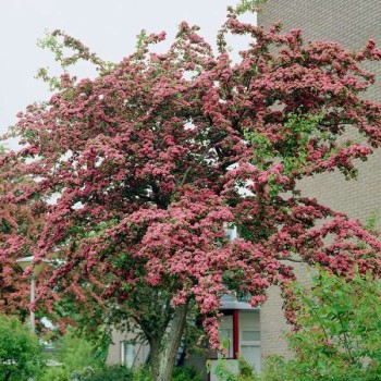 Vilkābele, divirbuļu'Paul's Scarlet' /crataegus x media/ - augstcelma - PA 260-280 - C45 kont.